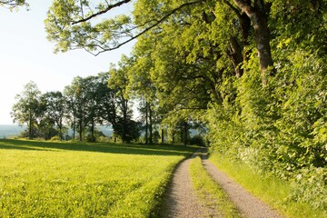 Sandstra&szlig;e am Waldrand