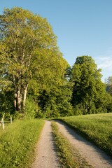 Feldweg am Waldrand