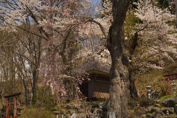 Fototapeta na wymiar cherry blossom full bloomed in Japan, Hakuba