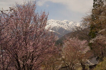 cherry blossom full bloomed with mountains in Japan
