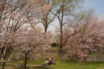 cherry blossom full bloomed in Japan
