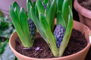 The first flowers, a bud of blue hyacinth blooming in spring, vertical. Fresh natural blue hyacinth flower in a pot in a greenhouse