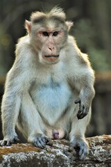 Male monkey , from Pookod lake, Wynad, Kerala, India