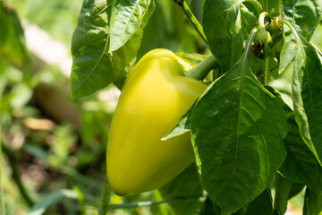 Fototapeta premium Home grown green pepper with green leaves on the branch.