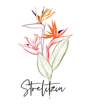 Stylish greeting card with strelitzia word calligraphy, phrase and tropical flowers. Outline floral illustrations. Tropical collection. Sketch in watercolor style. Hand drawn line on white background