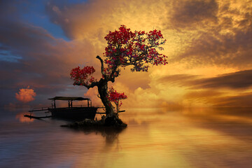 lonely tree in the morning
