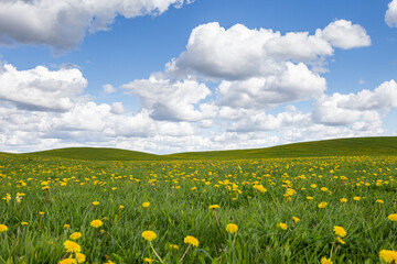 Field of flowering dandelions to the horizon.
