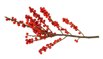 Twig of Winterberry Holly (Ilex verticillata) with red berries