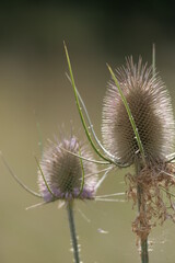 Wilde Karde