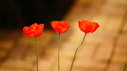 Obraz premium poppy