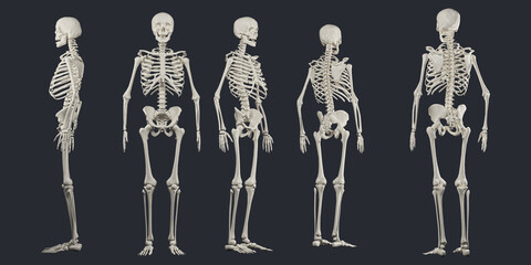 human skeletons, full body xray, Carpal Tunnel Syndrome,  office mouse bone twist causing hand pain, Concept image for chiropractic adjustment 3d illustration.  © Magnetu