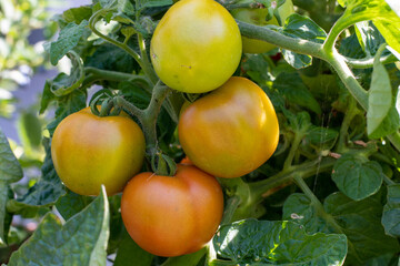 Tomaten im Garten