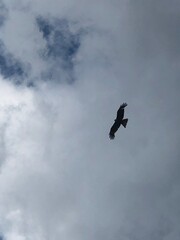 eagle in flight