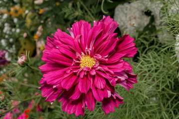 Obraz premium Garden Cosmos (Cosmos bipinnatus) in garden