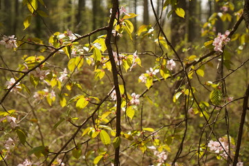 yellow leaves in spring