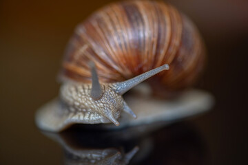 Grape snail. Photographed close-up in the studio.