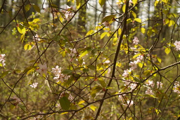 yellow leaves in spring