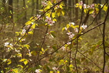 yellow leaves in spring