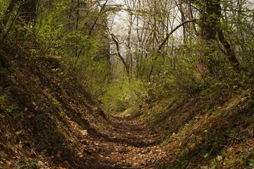 Obraz premium path in the forest