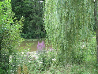 weeping willow by the water
