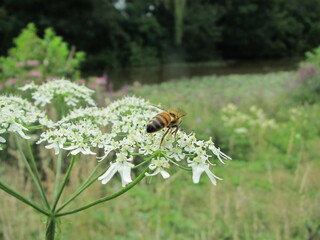 bee on a flower