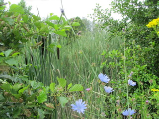 flowers in the grass