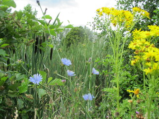 spring flowers in the grass