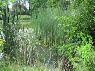 green grass and water