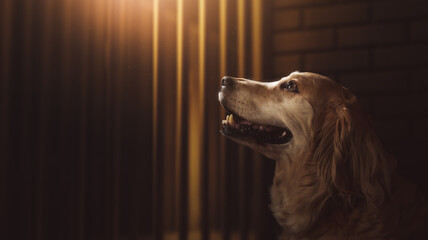 (photo composite on 3D Rendering, illustration) hopeful golden retriever inside a dog pound cell.