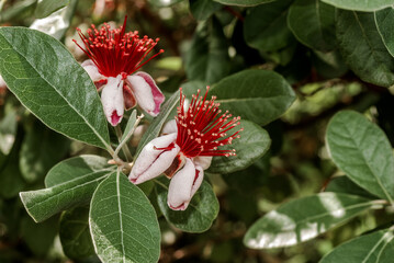 Feijoa (Feijoa sellowiana) in park, Livadiya, Crimea