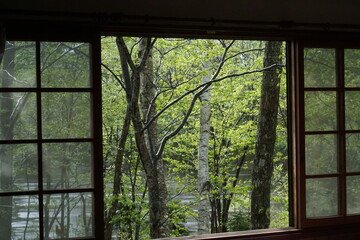 fresh green from the window, forest in spring 