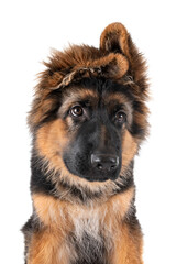 puppy german shepherd
