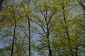 Fototapeta premium fresh green trees in the forest