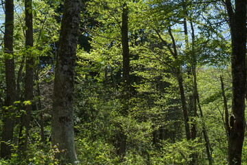 fresh green, forest in spring
