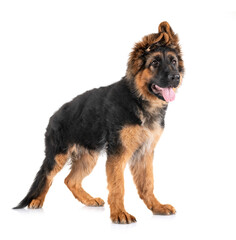 puppy german shepherd