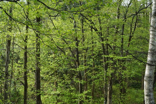 fresh green trees in the forest