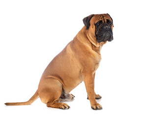 young bullmastiff in studio