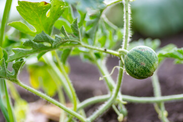 Closeup of growing small green striped watermelon in farmer's hand.