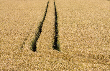 Polska , Krępiec , lipiec 2020 , ślady kół przez pole pszenicy © Piotrmag45