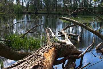Polska , Pruszcz Gdański , maj 2019 ,  Radunia niedaleko faktorii