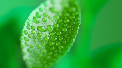 Blurred background with a green leaf with water droplets at high magnification against a green background. The concept is freshness, nature conservation, natural ingredients.