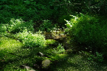 Fototapeta premium beautiful landscape of the nature park in Japan