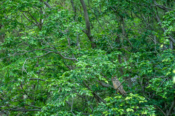 Indian eagle owl or rock eagle owl or Bengal eagle-owl or large horned owl or Bubo bengalensis perched on natural green tree during safari in monsoon at jhalana forest or leopard reserve jaipur india