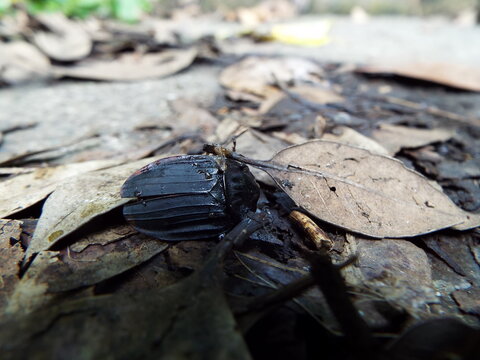シデムシ Carrion beetle