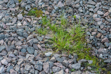 Moss and grass sprouting through gravel