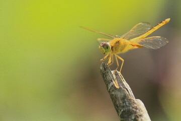 female ditch jewel dragonfly (brachythemis contaminata) sitting on a branch, countryside of west bengal in india