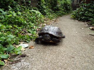 亀 turtle