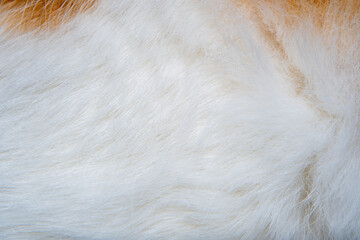 Close-up of fur of a cat of white-red color