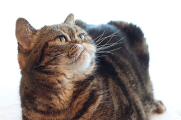 楽しそうな表情の猫アメリカンショートヘア
A cat with a happy expression.