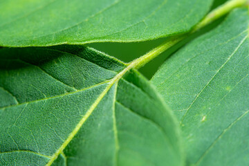 Green background of fresh leaves in soft focus at high magnification. Small details not visible to the naked eye.